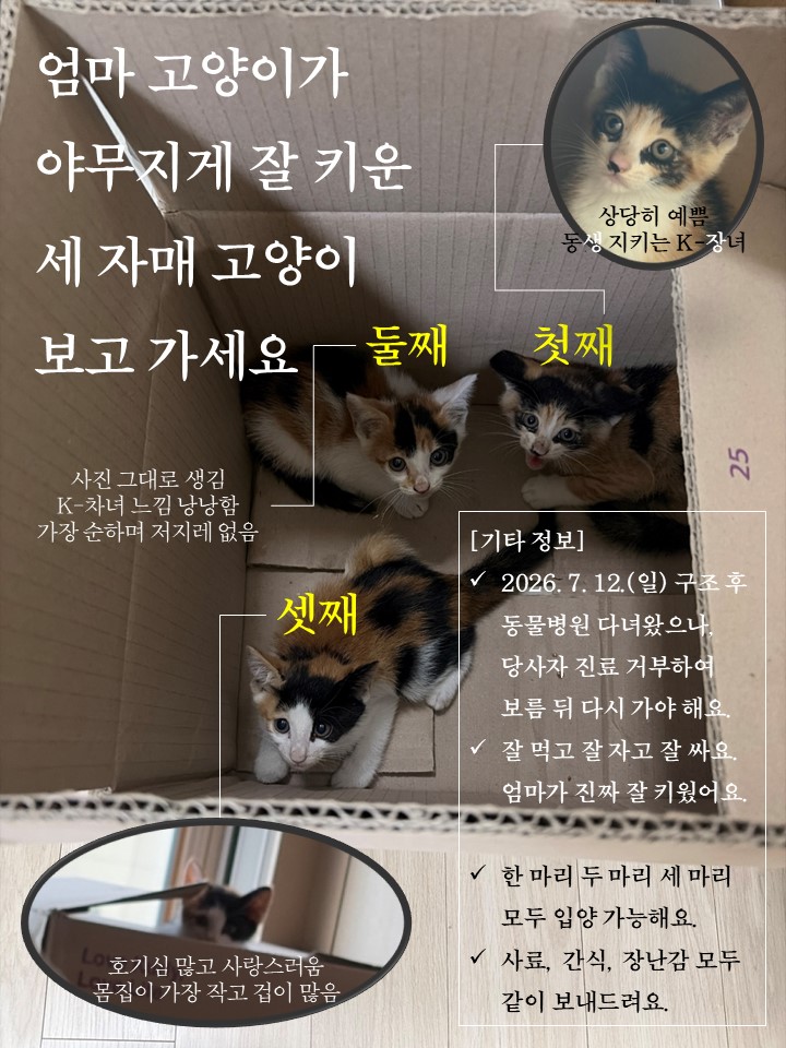 alreadyblues's tweet photo. [공유글] 고양이 입양 고민한다면 연락을 부탁드려요

늦은 밤, 여러 사람의 간절한 마음이 모여 차도변 수풀에서 극적으로 구해낸 아기 고양이 세 자매입니다. 많은 분이 하나씩 보탠 작은 마음들이 좋은 인연으로 이어질 수 있도록 도와주세요.

🐱 아이들 정보
나이/성별: 암컷 고양이 (6주 추정) https://t.co/nt2W9GElTN