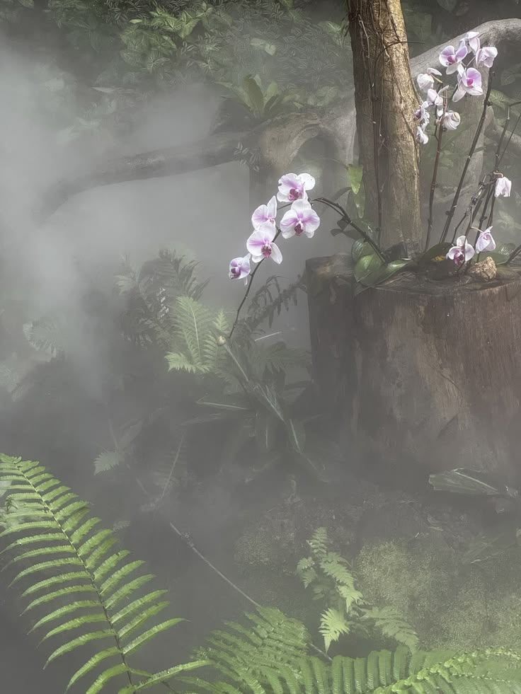 NatureBeautyVb's tweet photo. mysterious atmosphere https://t.co/UJMmbwYrVU