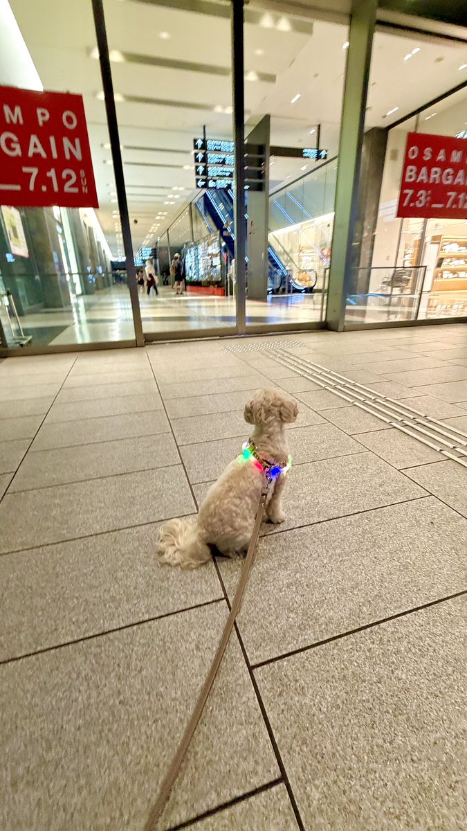 Marin_NVR's tweet photo. 🐶マリンのうめきた夜のお散歩🐾
梅雨が明けて、とにかく暑くなってきた🥵
商業施設の自動ドアが開くたびに、気持ちいい冷風が漏れてくるの発見💡
ここから離れないマリン🐶

居座ってまた自動ドアが開くのを待ってここから動いてくれません😂 https://t.co/6dmvjUnaln