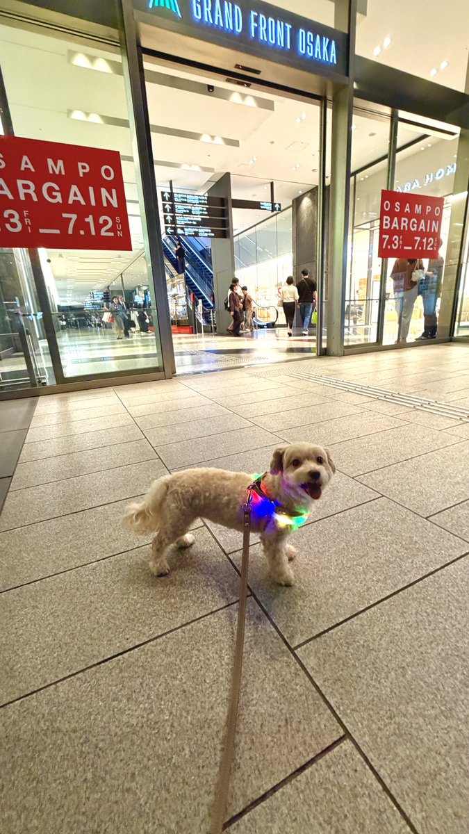 Marin_NVR's tweet photo. 🐶マリンのうめきた夜のお散歩🐾
梅雨が明けて、とにかく暑くなってきた🥵
商業施設の自動ドアが開くたびに、気持ちいい冷風が漏れてくるの発見💡
ここから離れないマリン🐶

居座ってまた自動ドアが開くのを待ってここから動いてくれません😂 https://t.co/6dmvjUnaln