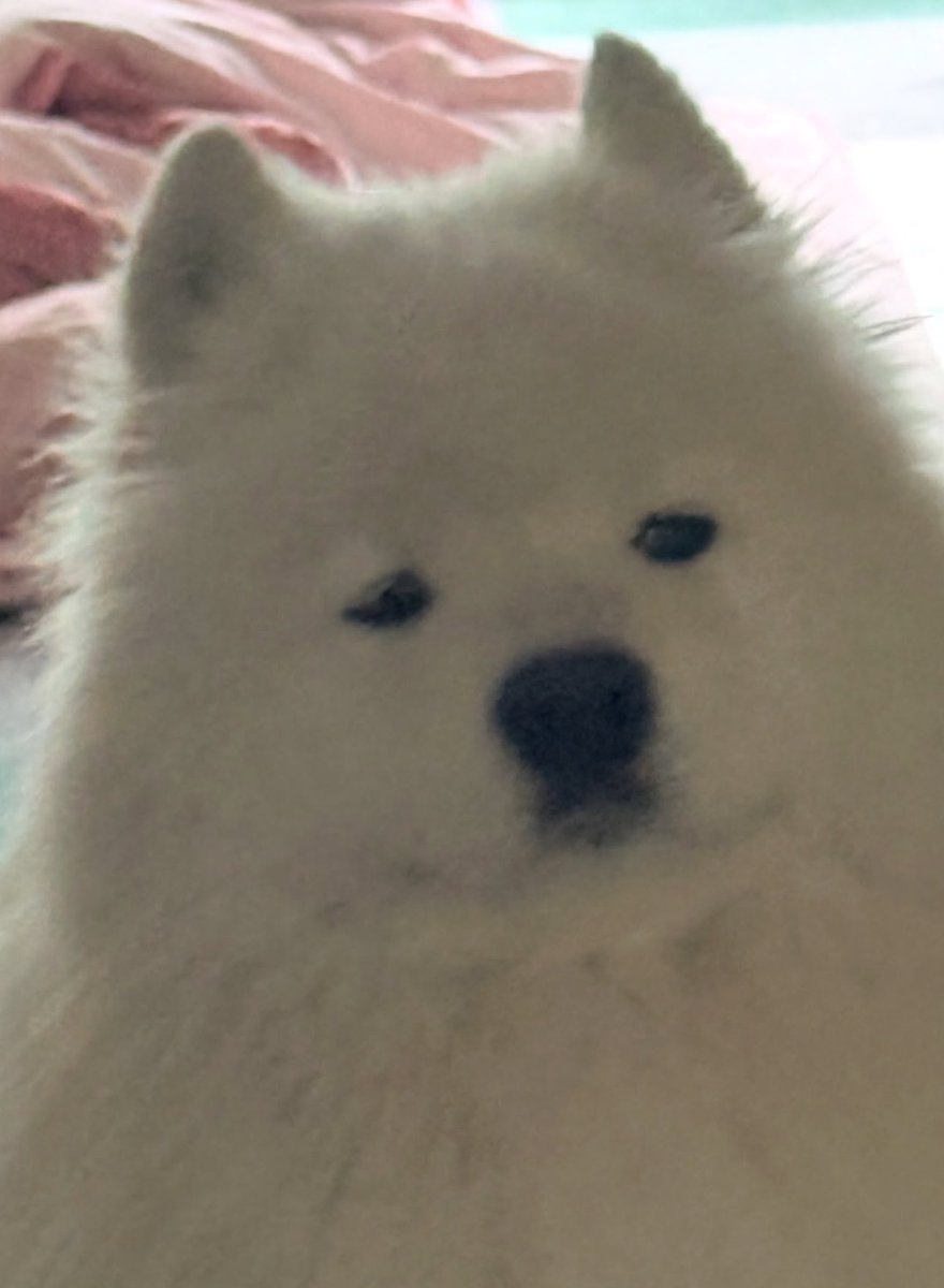 mpkdixq's tweet photo. เหมินน่อเยย https://t.co/YdITPCvpDw