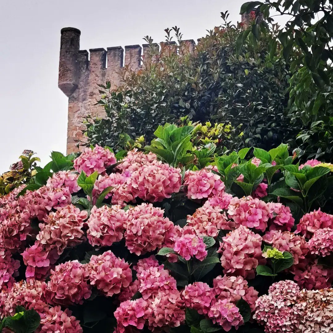 CastilloSCucao's tweet photo. La privacidad también forma parte de una gran celebración. 🌺

La vegetación que rodea el Castillo de San Cucao crea un entorno natural, tranquilo y reservado para disfrutar de tu boda o evento junto a quienes más importan.

#CastilloDeSanCucao #BodasEnAsturias #EventosEnAsturias https://t.co/2q3FYHDn2l