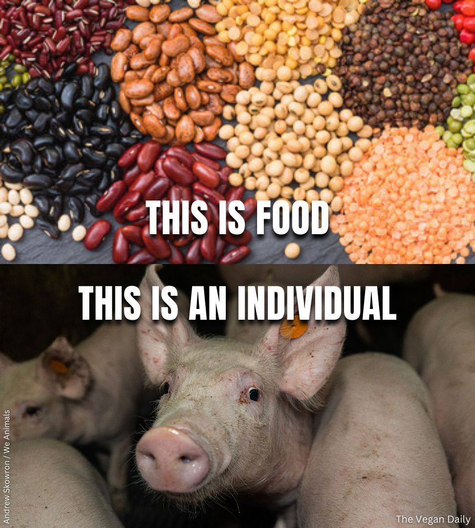 The Vegan Daily tweet media
