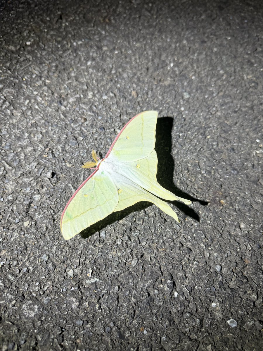 ryuuuu092's tweet photo. 海に行った帰りに子供とちょっとカブトムシ・クワガタを探したら過去1番いた。ほとんどノコギリクワガタで、先に探していた人からヒラタクワガタをいただいた。

ノコギリ・コクワ・ヒラタ・カブトムシ
オオツノトンボ?変なトンボみたいなのいるなと
オオミズアオ
青いサワガニ

他にもオサムシ・シンジュサン・オオゾウムシとか色々いてよかった。子供が慣れた結果1人で林に入ろうとするので気をつけたい。