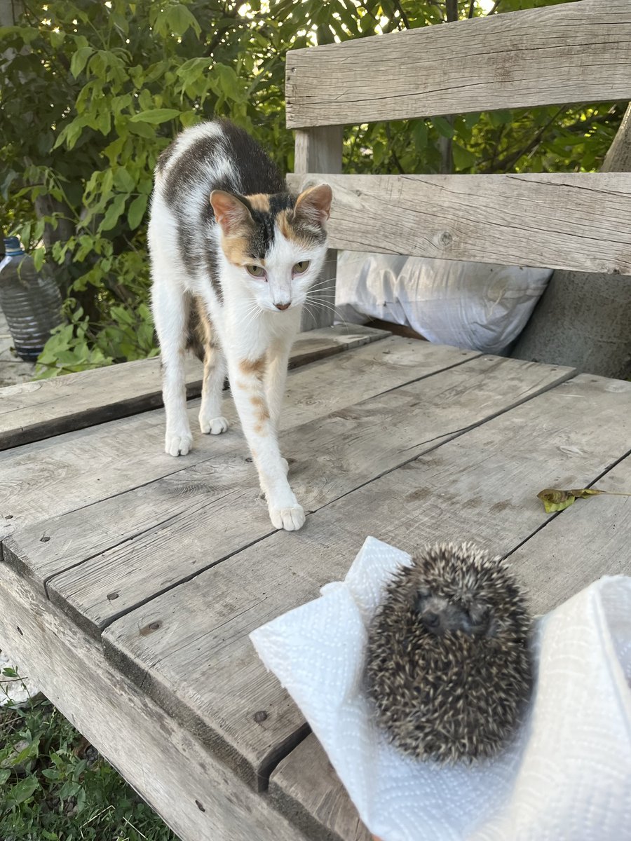 rihserendip's tweet photo. bahçede yavru kirpi 🦔 bulundu https://t.co/a7T6TJREYb