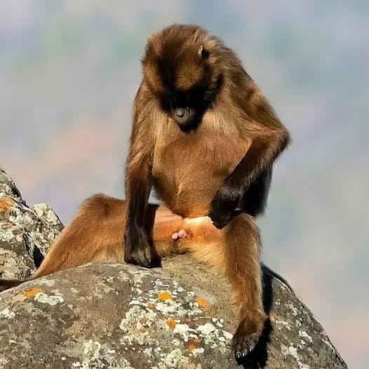 visitethiotours's tweet photo. Earth’s Most Exclusive Wildlife Encounters!

Perched on vertigo-inducing cliffs, Ethiopia’s endemic Geladas chatter in complex social webs that mimic human speech patterns. https://t.co/ENjt6d2LW1
#Ethiopia #Gelada #WildlifeFilm #EcoTravel #NatGeo  #TravelTrends #GoThere https://t.co/Rm5sJwQv76