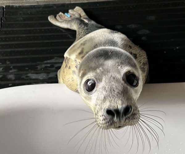 Sealyne_'s tweet photo. How are you so snout?? https://t.co/sLmEmgClW9