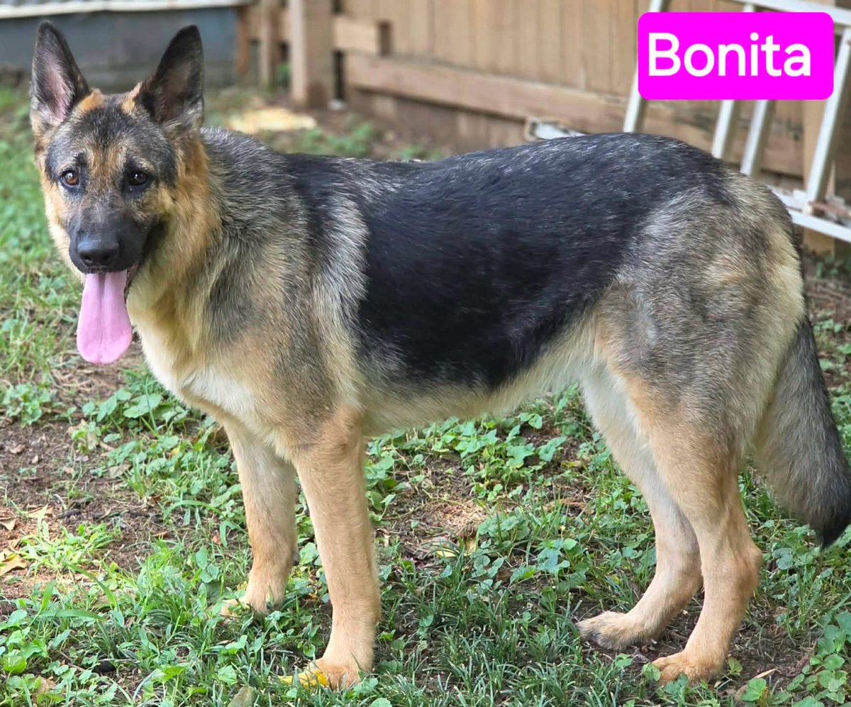 IDGSRescuer's tweet photo. Meet Bonita!

This 2yo is fun loving, playful, &amp; energetic. She gets along well w other large dogs, &amp; would love summertime adventures - as long as it ends w a dip in the pool or a pup-cup. No cats for her. 

🐾https://t.co/XgDmBfCp1L

🩷Bonita's Bio: https://t.co/7bHqFYSVWq https://t.co/HD9WA8TZqP