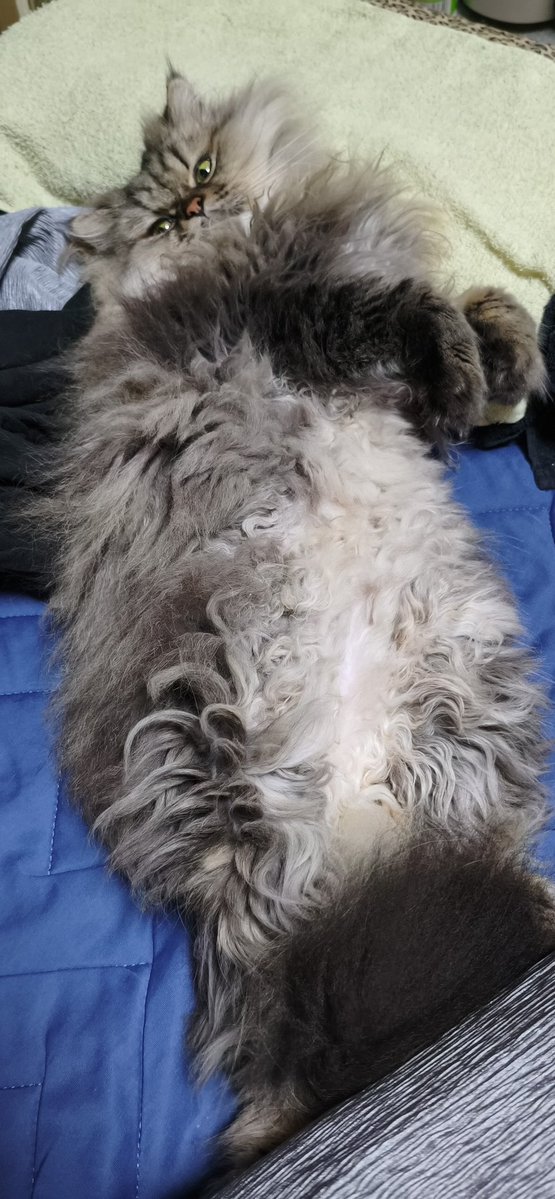 GS12221852's tweet photo. まいにちお腹出して寝てるちぇしゃ

#猫のいるしあわせ 
#猫好きさんと繋がりたい https://t.co/8GFRtLlI7V