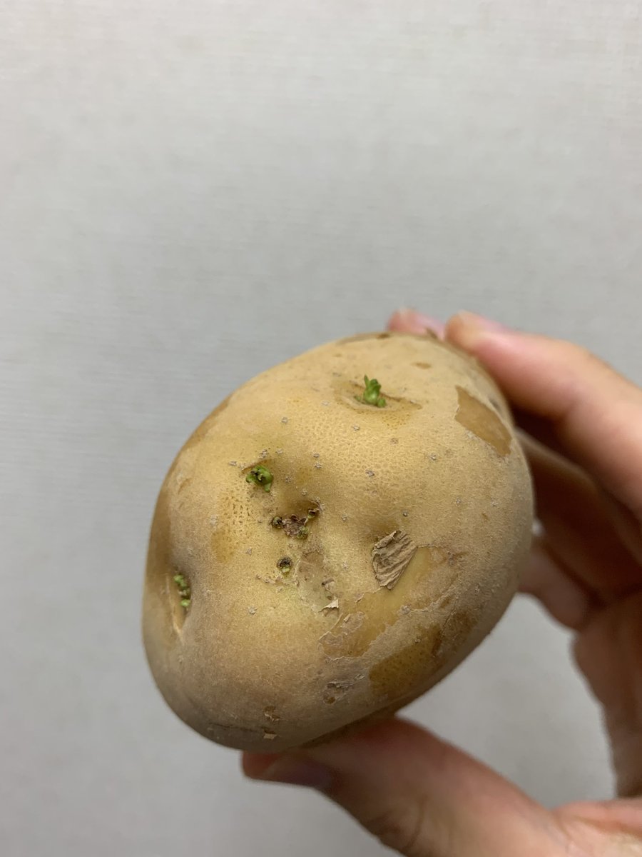KasumiLuke's tweet photo. サラダ🌱 https://t.co/AAx2ZhnZ5x