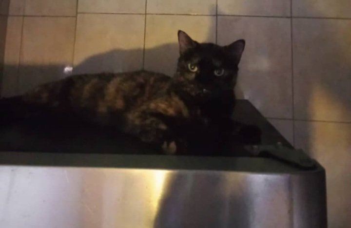 yaracalcagno's tweet photo. Hola! Soy Francisca. Un hermosa princesa carey de 6 años en busca de un hogar  porque mi humana murió.  Al principo soy temerosa pero luego soy muy amorosa. Dame la oportunidad de tener un hogar hasta que me toque ir al cielo de los gatitos. Ubicación: Guarenas 
Información: 04140309083