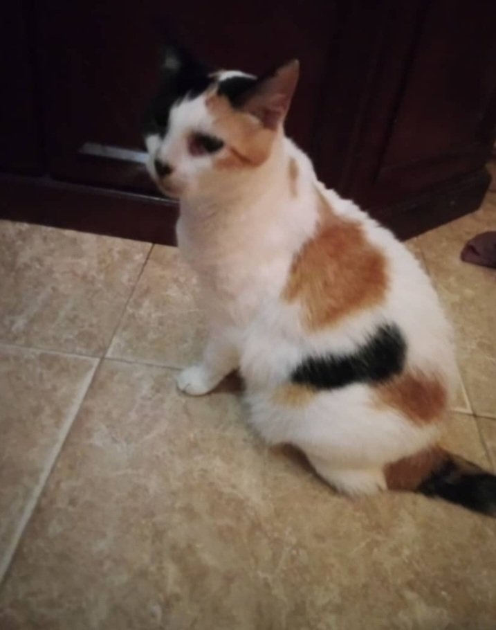 yaracalcagno's tweet photo. Hola! Soy Romina. Tengo 6 añitos. Mi humana murió y estoy en busqueda de un hogar amoroso donde ronronear y acistarme en tus piernas. Soy extremadamente melosa, me gusta que me acaricien y me mimen. Adoptame, mimame dame la oportunidad de tener un nuevo hogar .
Ubicacion: Guarenas
Informacion: 04140309083