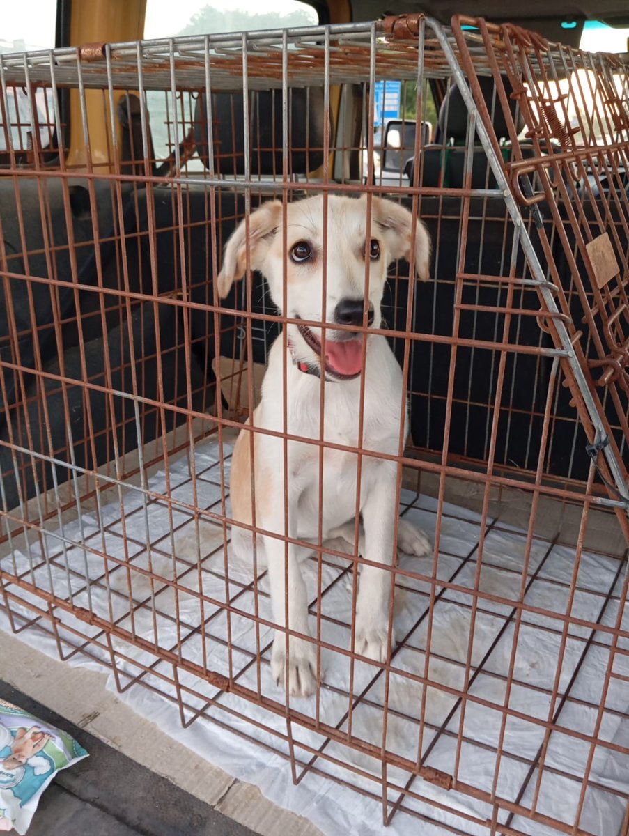 GretaFanti's tweet photo. Dalla strada al canile? Salviamo Nanà! Ha 4 mesi, è a Pavia ma arriva ovunque ci sia amore. Futura taglia media (25kg), sana e microchippata. Ha sofferto la separazione dalla sorella, ora merita una famiglia.Linda ☎️ 3483225213Aiutaci RT! 🔄
#Nanà #Norvegiainghilterra
#sinner https://t.co/KTSWdFv13A