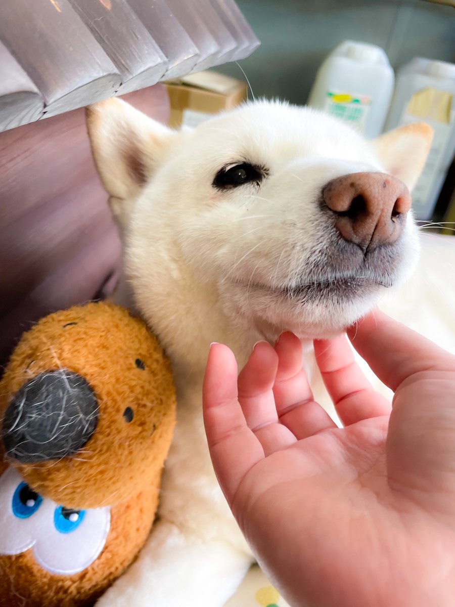 メメ(・-・メ)🍆⛵️🍙と犬🐶🌈 tweet media