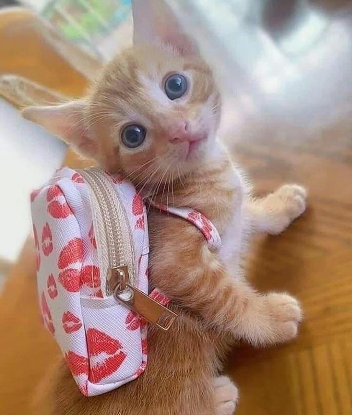 coderboba's tweet photo. @KangManto123 Izin ketua saya mau antar anak saya besok perdana masuk sekolah ❤️❤️ https://t.co/HxaOHQBPCI