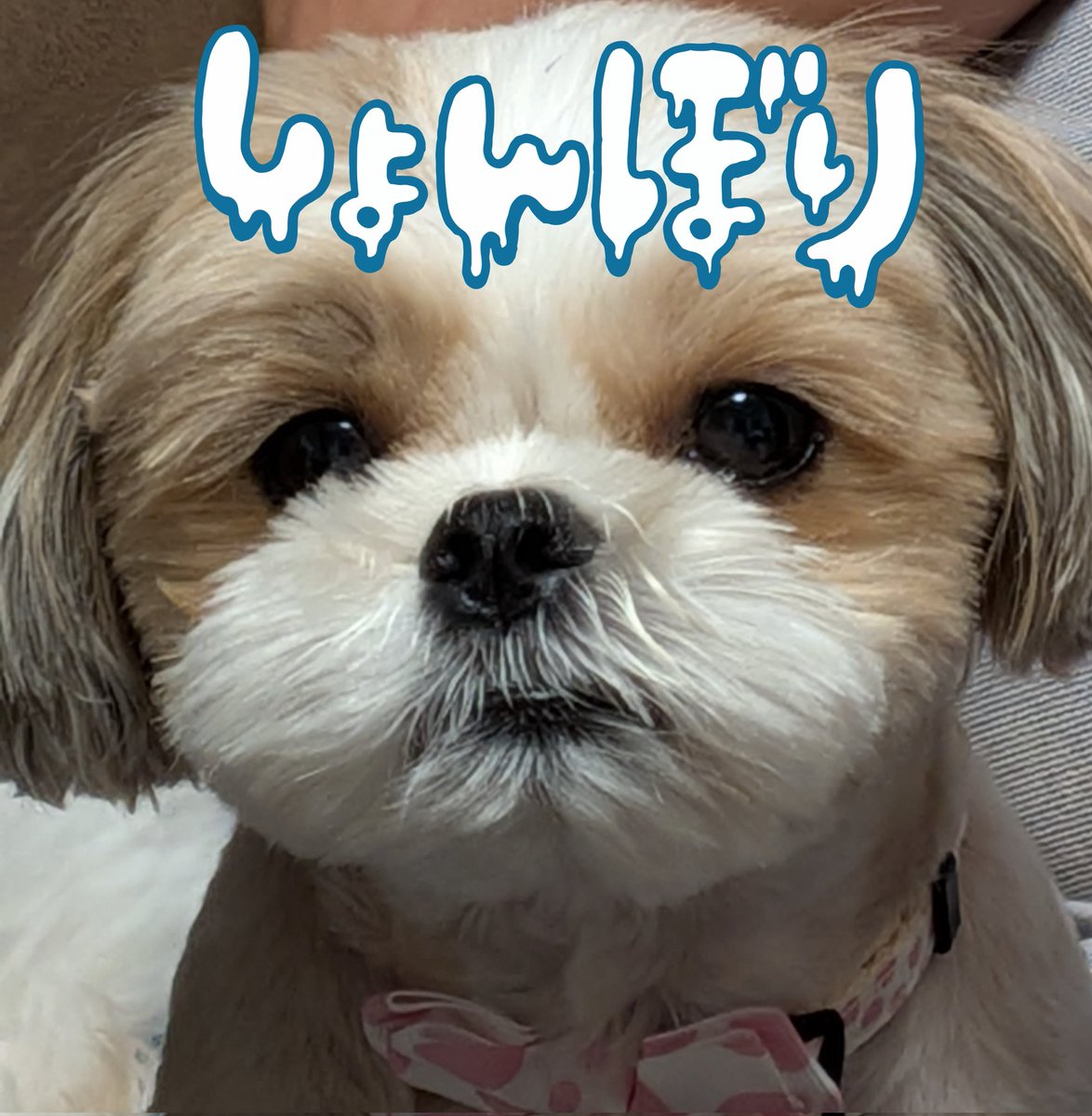mifa1123's tweet photo. ちなみに、7月20日は、相方と参戦します🙌
紅🐶は私の実家でお留守番。 https://t.co/27RZvqTMRM