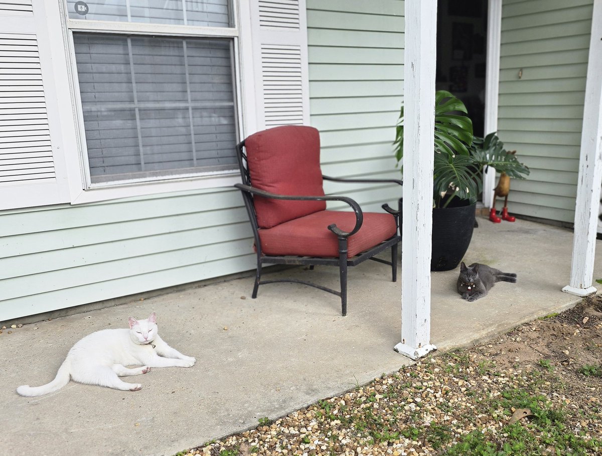 QueensSpeec1's tweet photo. My #FloridaCats protecting the front door like it's an Egyptian pyramid. 😆
#CatsofX #CatsoftheInternet #WhiteCat #GrayCat https://t.co/dBRWKrSBof