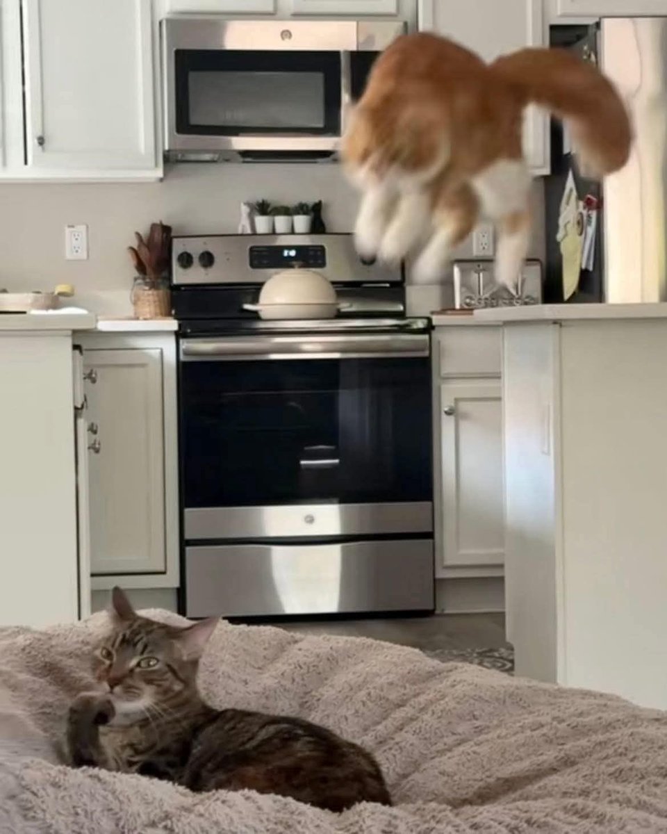 nocontextscats's tweet photo. Surprise attack! https://t.co/BBMHgD7ANB