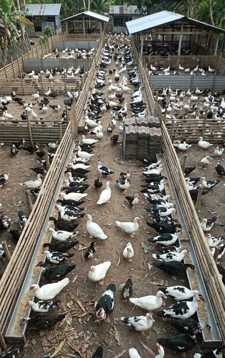 The Nigerian Farmer tweet media