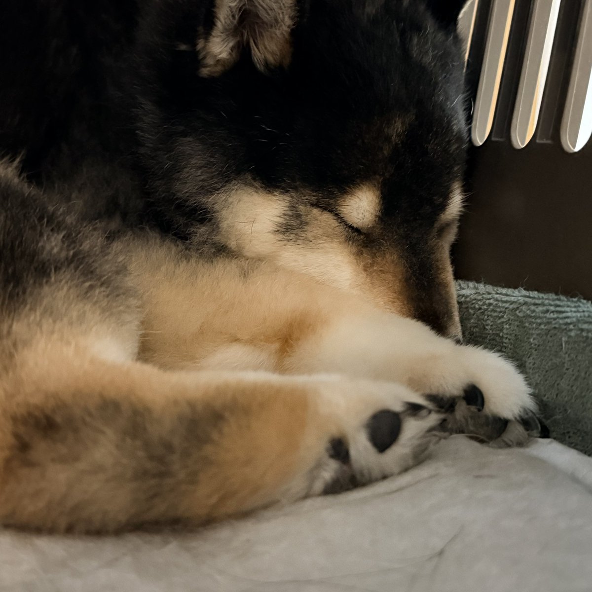 v_code_02's tweet photo. かわよ。

老犬になるとおすわりもお手もできなくなるし、呼んでもどこかふわっと眺めたままだけど寝姿を愛でるものだと考えております。 https://t.co/b7VCIQCmJ0