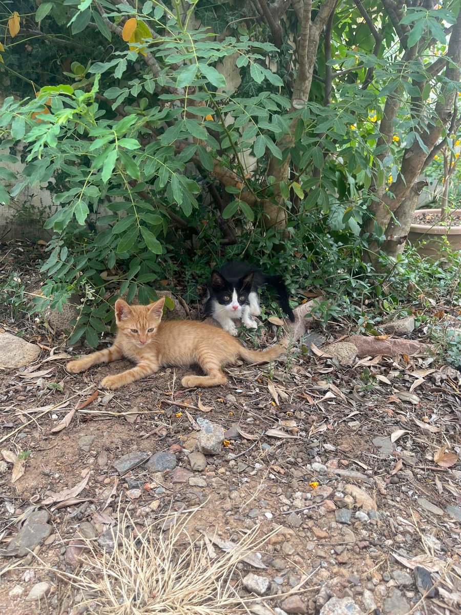 Isarin1969's tweet photo. Questi due trovatelli hanno seguito mia figlia ieri sera e si sono stabiliti nel nostro giardino al mare. https://t.co/VPz8jkCxvU