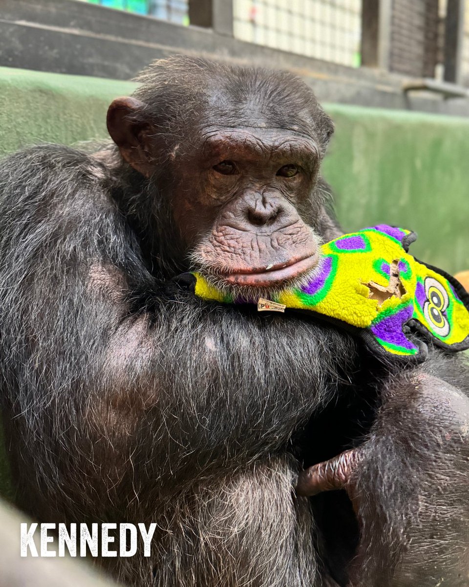 projectchimps's tweet photo. Plush friend or pillow? Why not both? 

Help keep our toy box stocked by taking advantage of Chewy's Buy 3, Get the 4th Free Mix &amp; Match Sale! 

Shop our wishlist: https://t.co/m4a6mXM9dt https://t.co/7OZXeDZrxr