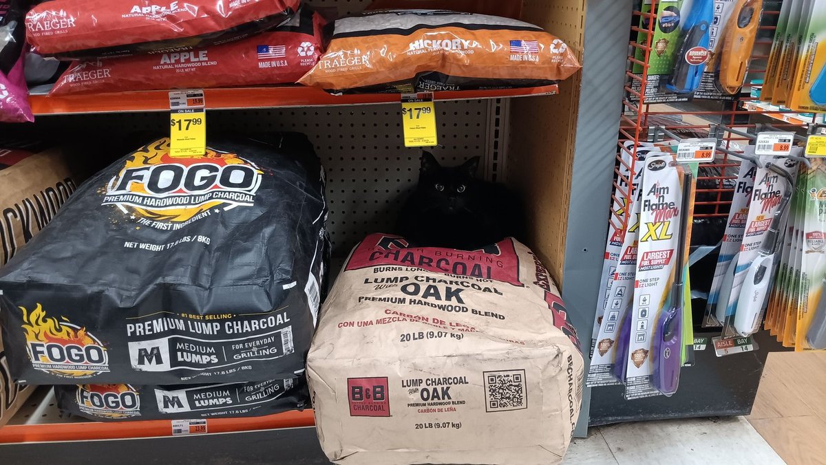 CatWorkers's tweet photo. A friendly soot sprite.

🐈‍⬛ Athena the cat
🛒 Aubuchon Hardware, Elizabethtown, NY https://t.co/DbT9GqbswH