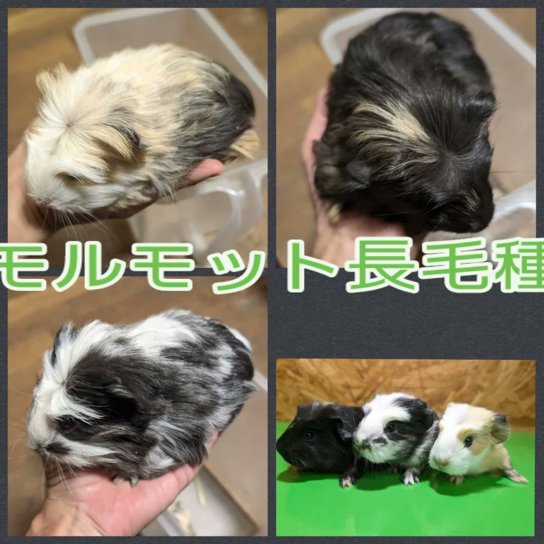 scale_kei's tweet photo. モルモット長毛種
シェルティ、コロネット、になります😊だいぶ伸びてきました🤗

こちらの子達も7/19ペットフィールドさんに連れて行きます😊
7/19日曜日！可愛い子達いっぱい連れていきますので、ペットフィールド新平和通り店さんにてお待ちしております🥰

#モルモット
#シェルティ
#コロネット https://t.co/RSoleuygvK