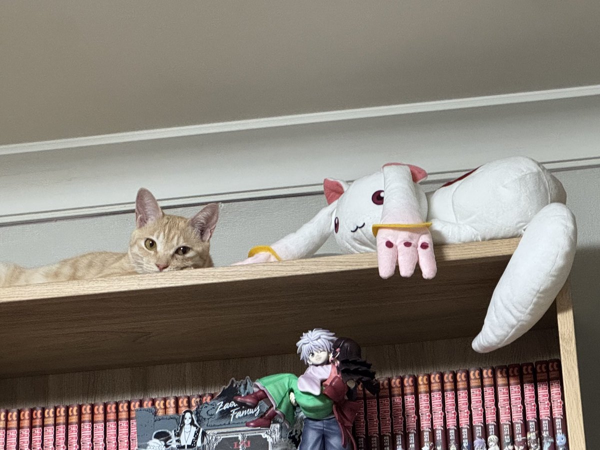 binudong's tweet photo. 큐베 올려놧더니 갑자기 따라 올라가더니 옆에 누웠어 뭐임 같은 고양이친구로 인식한거야 ? https://t.co/sMKSV4N0OU