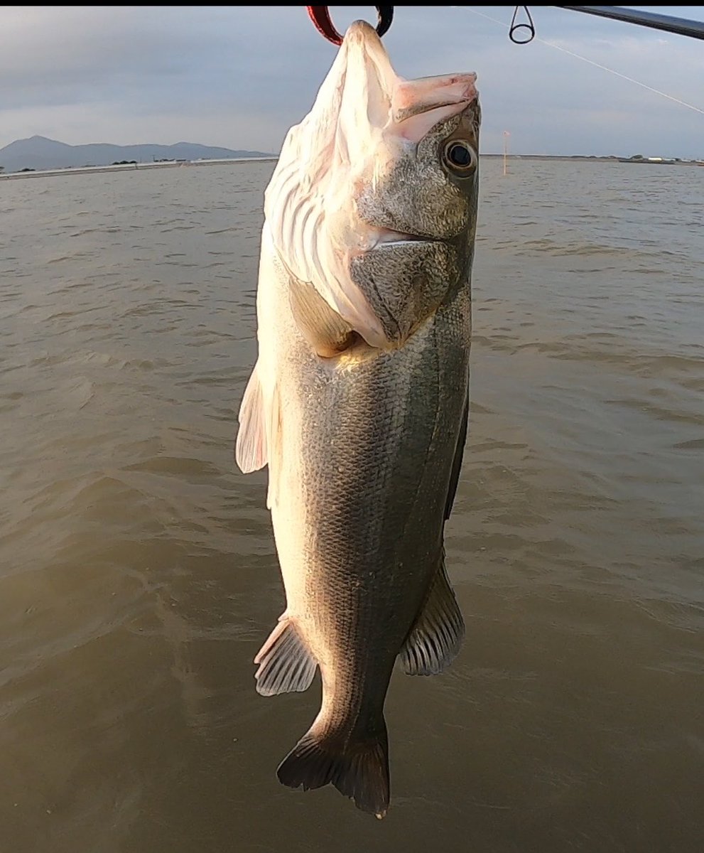 daisuke_YouTub's tweet photo. 真夏日ですね💦
ウェーディングしても熱い🥵
来週から夏休み期間に入るので魚釣りは
暫くお休みします。
また9月からは毎週動画更新出来るように頑張りますので宜しくお願いします。
今週のメジャー河川はエビパターンが熱かったです♪
#熊本シーバス https://t.co/SwkJhYGgKr