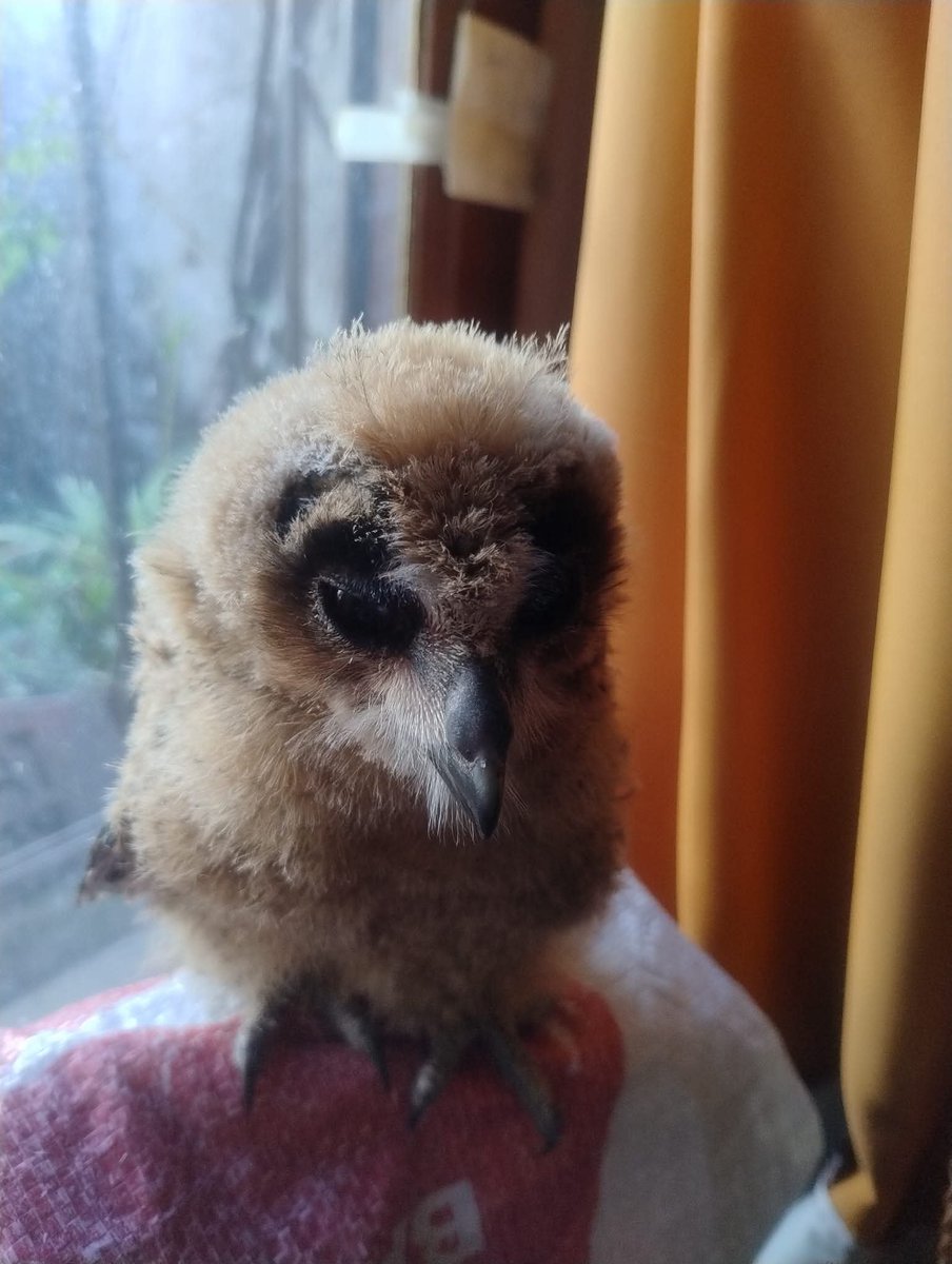 alejandromorici's tweet photo. Pichones de Lechuzón orejudo. Se devolvieron a su nido en el piso #ProyectoAsio https://t.co/LvWu13nhdw