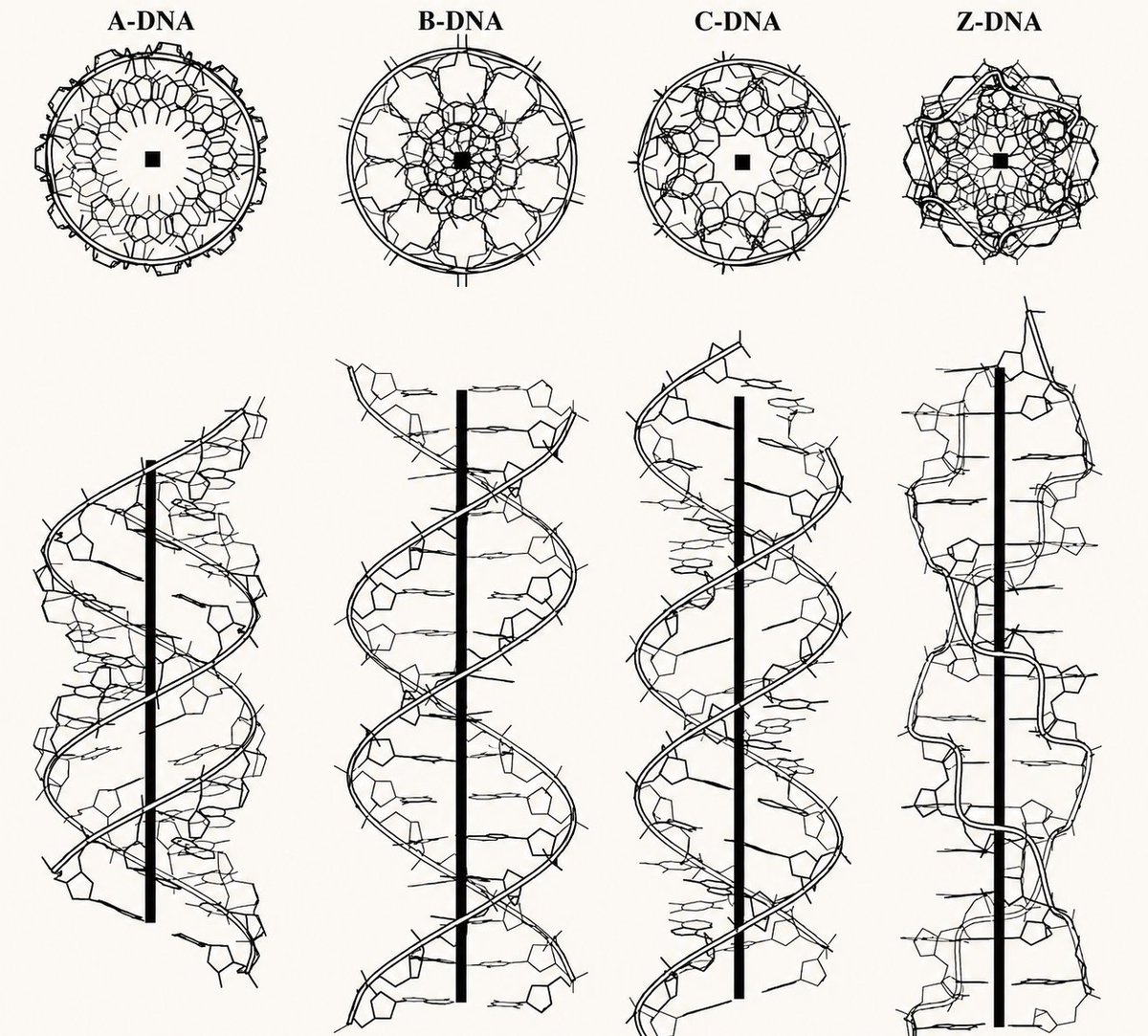 mathemetica's tweet photo. DNA twists into several conformations depending on conditions and sequence. 

The top panels show end views revealing each form's symmetry, and the bottom panels show the helical structures. 
> A-DNA is short and wide right-handed, forming in dry states.
> B-DNA is the usual right-handed helix in cells with 10.5 base pairs per turn.
> C-DNA is right-handed with different parameters in low-humidity salt conditions.
> Z-DNA is left-handed and zigzag, common with alternating bases under stress. 

Scientists apply knowledge of these forms to create targeted DNA drugs for treating diseases like cancer.