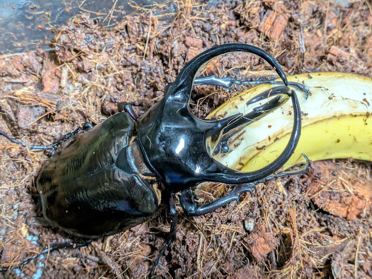 heavendynastes's tweet photo. ヘラクレスはバナナが似合う🍌最近カブトのエサはバナナ一択です。1本で4〜5日ぐらいはいけるので手間が省けます☺️ https://t.co/VhBgw44xCI
