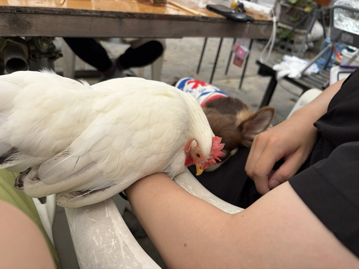 pipipimimimi3's tweet photo. うにちゃん🐔

今日、あたちはひので屋さんとこで流しそうめんしたのよ〜

麺がながれていくのよ〜
はじめての体験だったわ〜
あたちも流されちゃうのかと思ってドキドキちたわ〜

 #チャボ
 #にわとり
 #流しそうめん https://t.co/JWx7tOrB5F