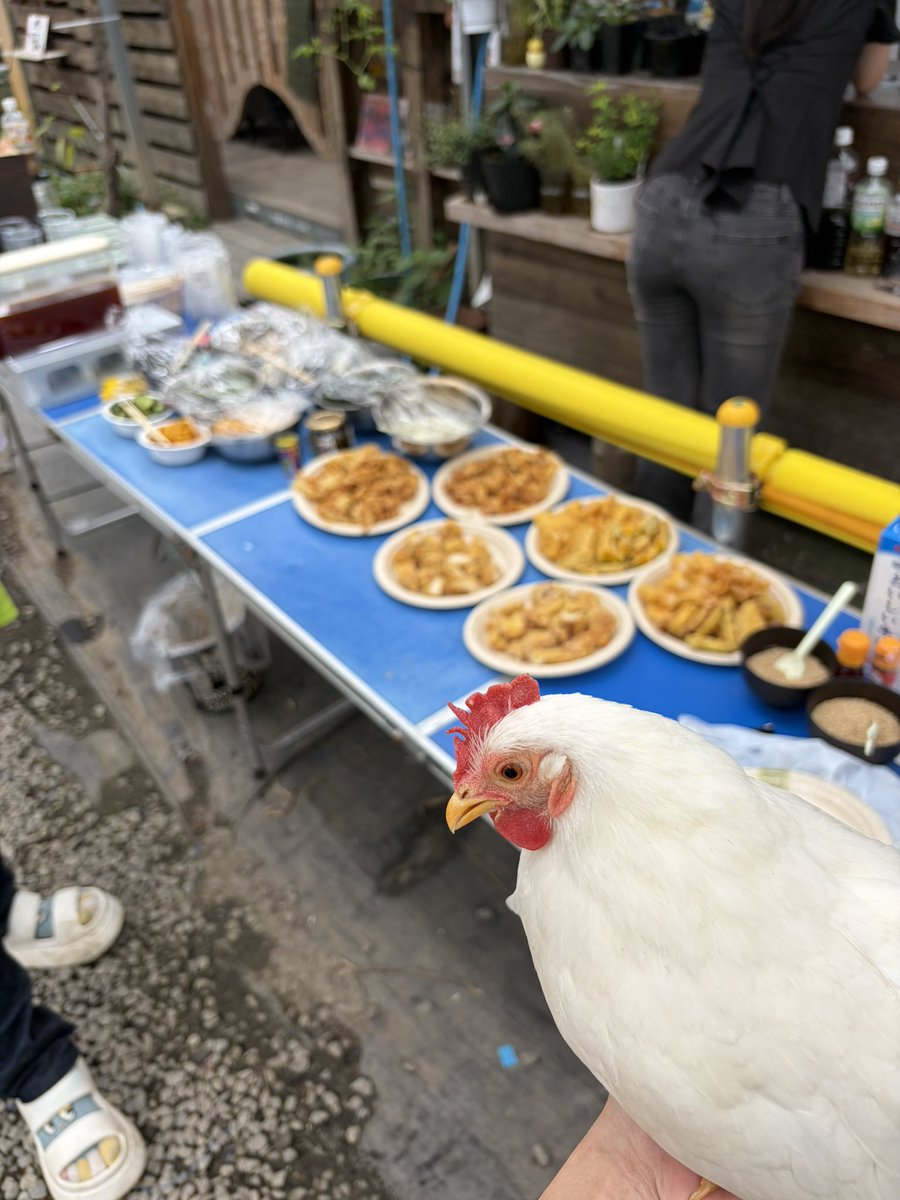 pipipimimimi3's tweet photo. うにちゃん🐔

今日、あたちはひので屋さんとこで流しそうめんしたのよ〜

麺がながれていくのよ〜
はじめての体験だったわ〜
あたちも流されちゃうのかと思ってドキドキちたわ〜

 #チャボ
 #にわとり
 #流しそうめん https://t.co/JWx7tOrB5F