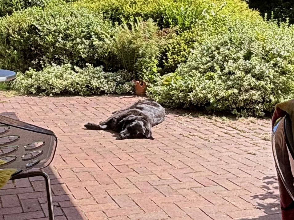 CollieMix_Joey's tweet photo. Er könnte auch im Schatten liegen 🙄 https://t.co/sXTu6JBLq0