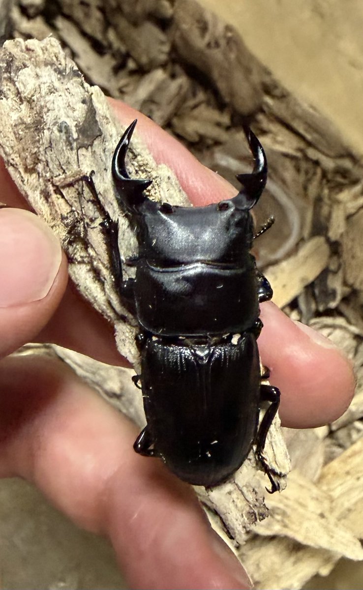 f_cxew's tweet photo. 実家の家族が捕まえたクワガタ虫。

コクワガタの様なサイズ感なのですが、顎の形がオオクワガタの様にも見えて、何とも言えない個体でした🤔

少し名残惜しいですが、リリースする様に言っておきました。 https://t.co/gY3YivywEv