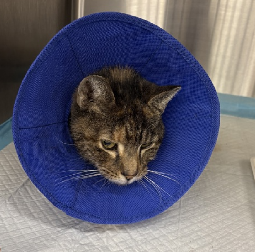 JLthekid9999's tweet photo. 🆘🆘 ROSEMARY (ID 258275), 12 YO, FEMALE  –  IN QUEENS ACC - came into the shelter as a stray on 6/27/2026.    🆘🆘 😿 😿 😿 😿

➡️TBD 7/14/26

➡️ SENIOR ALERT

➡️ MEDICAL PRIORITY – NEEDS MORE CARE AND ATTENTION THAN THE SHELTER CAN PROVIDE – IN FELINE ICU😱😱😱

➡️ TOO LOW ON PLEDGES TO STIMULATE RESCUE INTEREST

🆘🆘  2ND Chance on Emergency Placement List – VERY URGENT – 🆘🆘 😱🔥🔥😱

➡️ 16 DAYS IN SHELTER – TOO LONG – TIME IS RUNNING OUT

➡️ ROSEMARY IS ON THE EPL FOR MEDICAL REASONS - Rosemary is a sweet, underweight, old cat with some severe bloodwork changes that are suggestive of cancer. She is clinically doing well in shelter (bright, interactive, great appetite), and her bloodwork values and weight have improved, but her long term prognosis remains guarded to poor. Behaviorally, Rosemary is amenable to handling and petting.
This evaluation/diagnosis means that ROSEMARY will be given very little time for rescue/foster/adoption. 🔥🔥🔥🔥

What my friends at ACC say about me: My history is a mystery and my friends here do not know much about me yet! I have medical needs that staff will address with you when you meet me. What do you get when you cross a cat with a couch? A cat-potato! And that's me to a T! I am a sweet, social, older gal, looking for the perfect forever home! Cheek and chin scratches make me so happy! Rosemary interacts with the assessor, solicits attention, is easy to handle and tolerates all petting. This cat is suitable for any level of adopter experience. ❤️ 😻❤️ 😻❤️ 😻

NEEDS OUT OF SHELTER ASAP –

Please RT or pledge, if you can, to save this little one.

@AdamsPaulGrimke

💔😿🙏Thank you