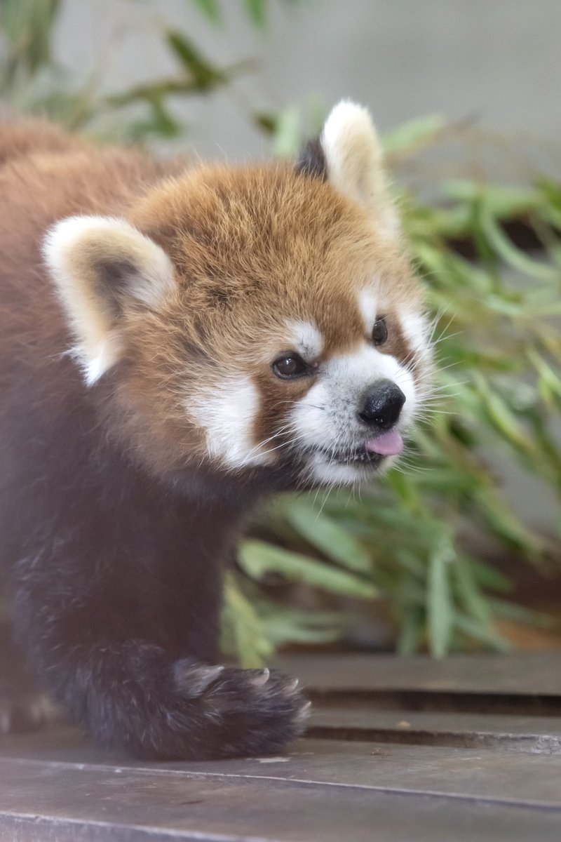 TADANOUMI0610's tweet photo. ［ おいしいね ］

マイハニー🤤←よぶんです

20260710

#日本平動物園 
#レッサーパンダ 
#スミレ 
#Nikon 
#D850 https://t.co/5y1T0fHjpQ