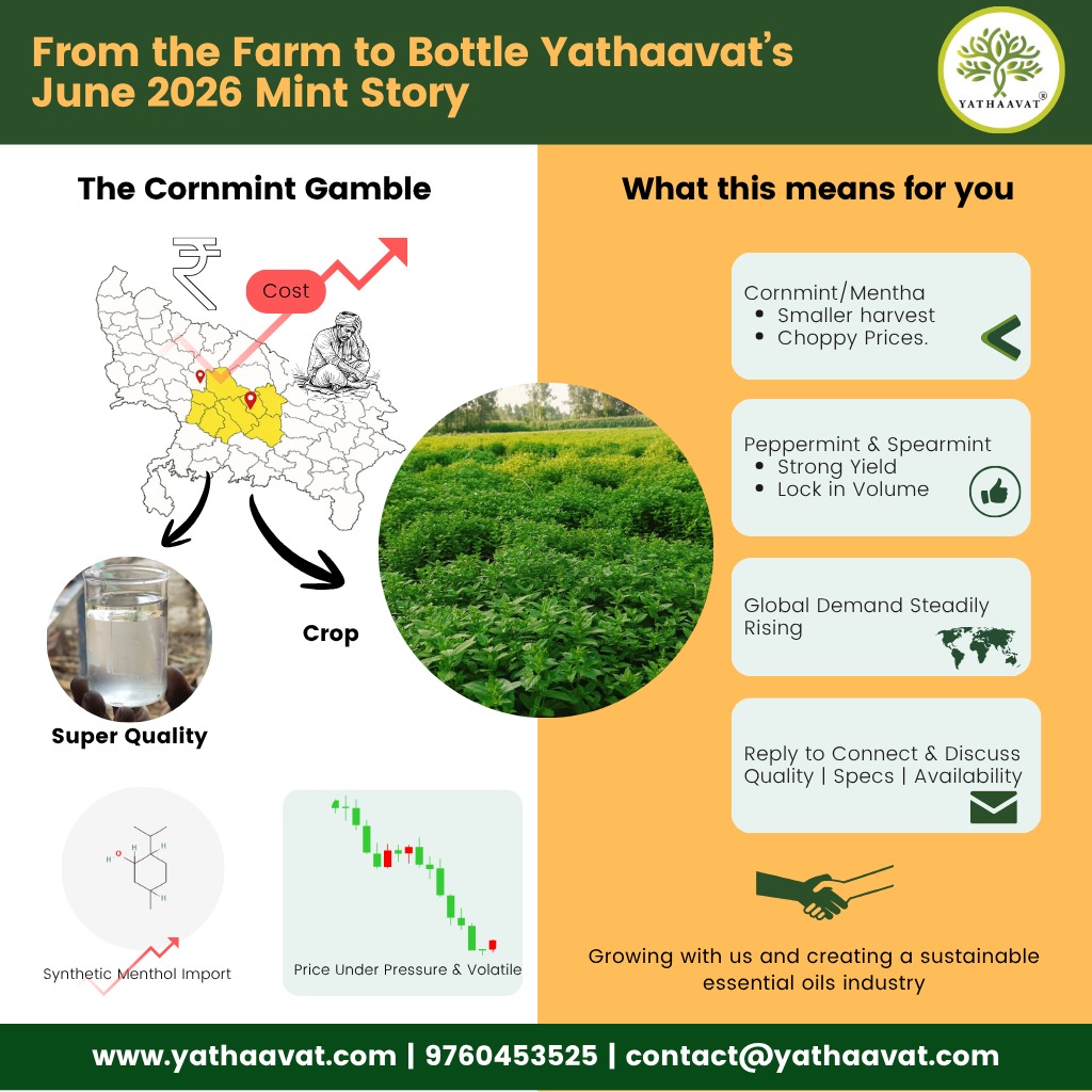 yathaavat's tweet photo. 𝗙𝗿𝗼𝗺 𝗙𝗮𝗿𝗺 𝘁𝗼 𝗕𝗼𝘁𝘁𝗹𝗲: 𝗠𝗶𝗻𝘁 𝗦𝘁𝗼𝗿𝘆
Every season, farmers' choices shape market reality: What essential oils will be available, and at what price? At Yathaavat,we look at ground reality of three mint cousins: Cornmint, Peppermint, and Spearmint. #MintIndustry https://t.co/iuib8UeWIz