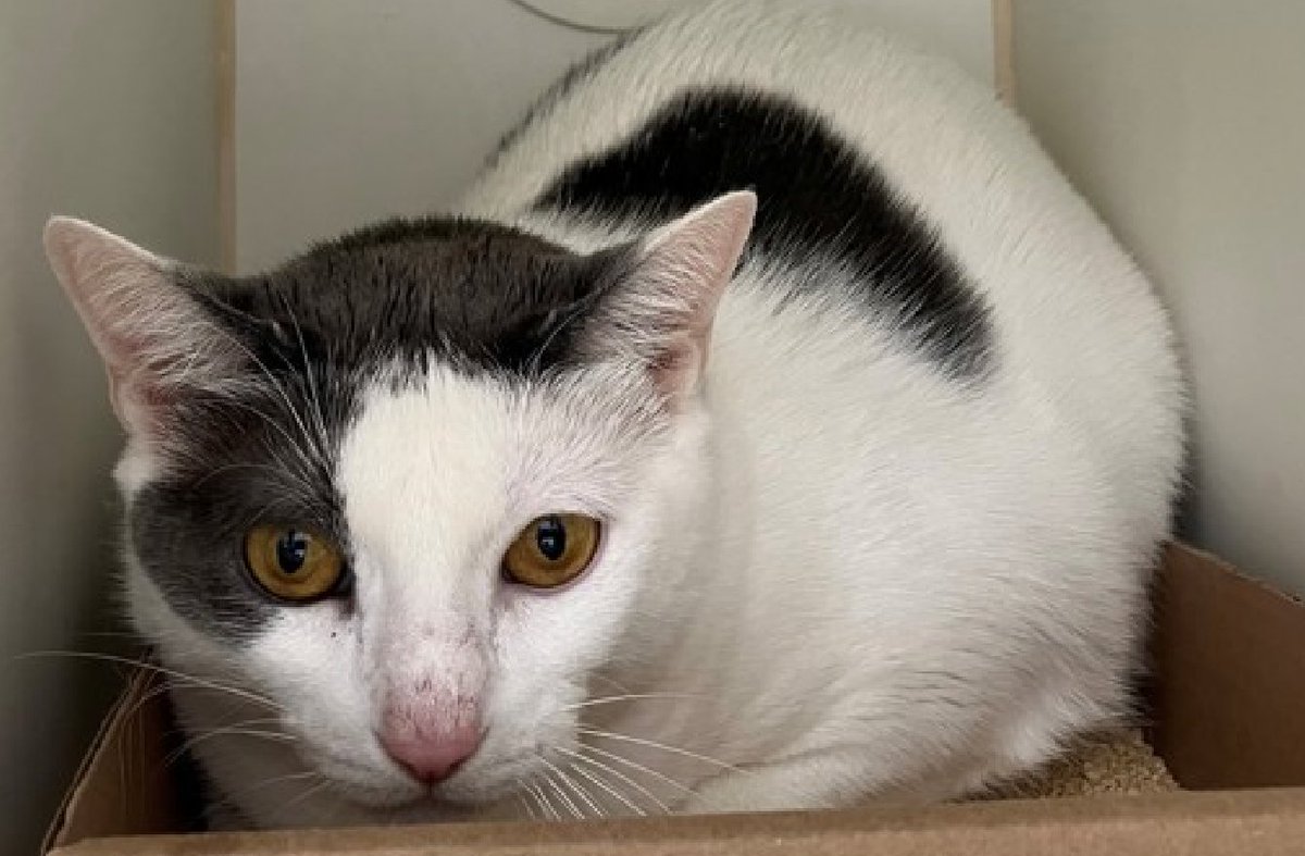 JLthekid9999's tweet photo. 🆘🆘 SNOW WHITE (ID 255055), 6 YO, FEMALE –  IN STATEN ISLAND ACC - came into the shelter as an owner surrender on 5/24/2026, with the surrender reason stated as person circumstance- eviction.    🆘🆘 😿 😿 😿 😿

➡️TBD 7/14/26

➡️ NEW HOPE PARTNER RESCUE ONLY

➡️ TOO LOW ON PLEDGES TO STIMULATE RESCUE INTEREST

➡️🆘🆘 8TH Chance on Emergency Placement List – HIGHLY UNUSUAL AND SHELTER AT MAXIMUM CAPACITY- NOW IS THE TIME TO ACT/HELP SNOW WHITE- HIGHEST EU/SILENT KILL RISK–🆘🆘 😱🔥🔥😱

➡️ 50 DAYS IN SHELTER – TOO LONG – TIME IS RUNNING OUT

➡️ SNOW WHITE IS ON THE EPL FOR BEHAVIORAL REASONS -She is not thriving in the care center and continues to display challenging, distance increasing behaviors.  This designation often means that the cat will be given very little time for rescue/foster/adoption.🔥🔥🔥🔥

What my friends at ACC say about me: I can go home today! I have lived with cats in my previous home. I'm an independent kitty who likes to do my own thing. I am looking for a home with a patient person. I will flourish in a calm environment and a low-traffic home. Meet Snow White! We don't know too much about Snow White's backstory but we're trying to get to know her a little better. As a new addition to the shelter, she is still trying to unwind and get comfortable in a new environment with a lot of stimuli. Our hope is with time and a patient adopter Snow White can fully decompress in an environment where she feels safe and respected. She'd do best in an adult-only home where she's given the choice to interact on her terms. Positive reinforcement through treats and toys will definitely help her along, too. Think you can be her Prince Charming? Some to SIACC and say hello to Snow White today! Snow White tolerates minimal attention and petting but may be fearful or stressed in the shelter, and may be intimidated by small children. She may be a little more independent, and may need time to warm up to her new home. ❤️ 😻❤️ 😻❤️ 😻

NEEDS OUT OF SHELTER ASAP –

Please RT or pledge, if you can, to save this little one.

@AdamsPaulGrimke

💔😿🙏Thank you