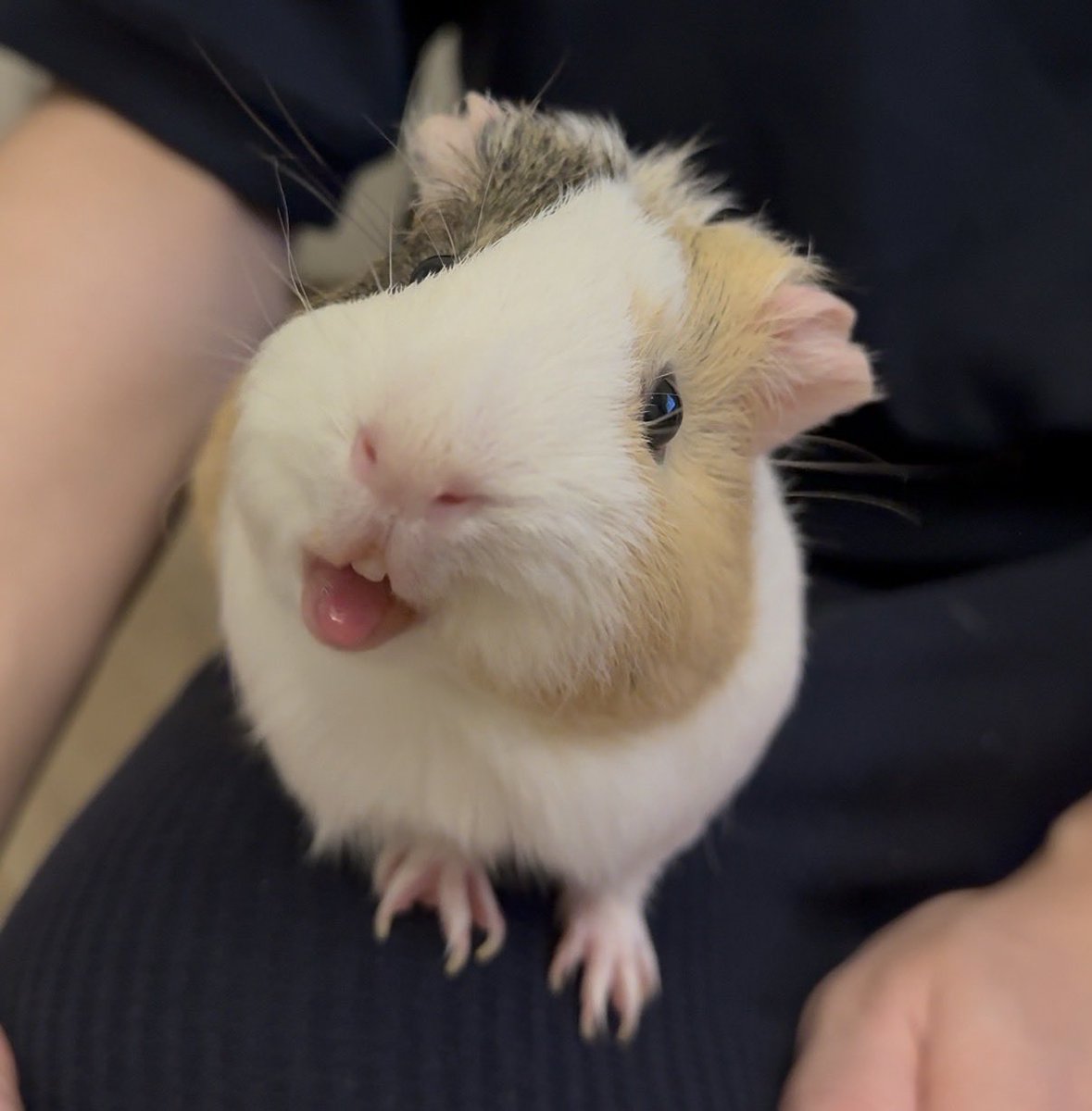 tenten10teeen's tweet photo. べー🐹

#モルモット https://t.co/rddR8wPk47