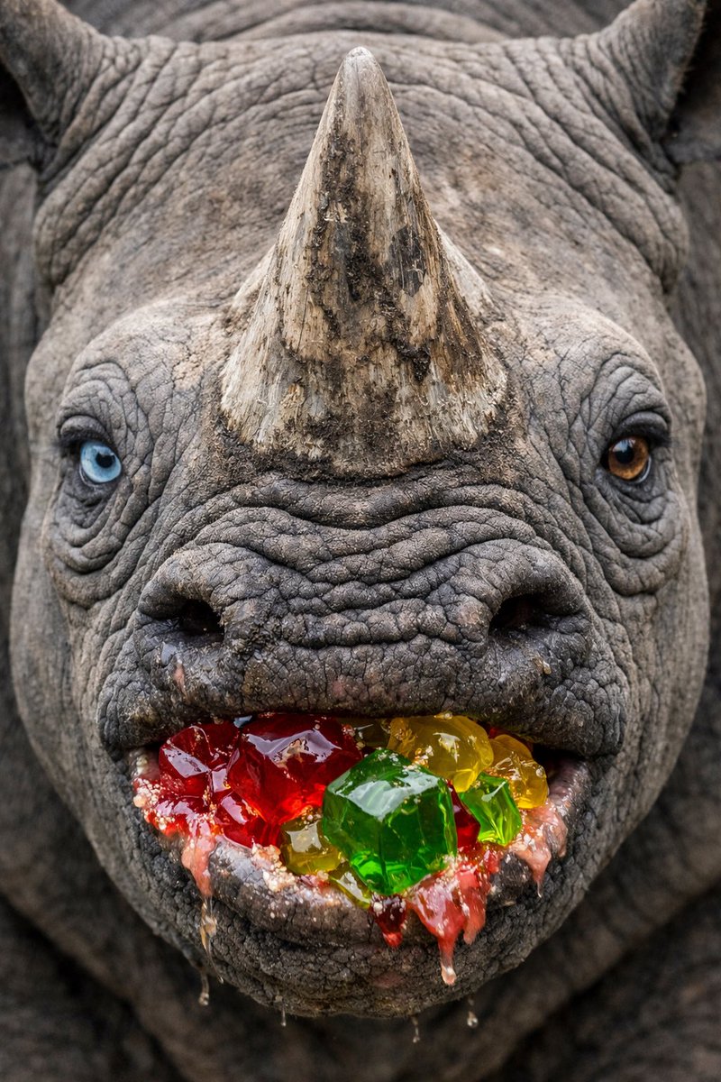 jesselankford's tweet photo. GM! Happy Sunday!
It’s Different Colored Eyes Day. Only about 1% of people have this condition. Interestingly enough, both my son and my dog do! Guess that makes them the 1%!
It’s also Jell-O Day & Pecan Pie Day!
Enjoy! Have a great one!
#StayClassy🦏 https://t.co/oxPcIyDa6D
