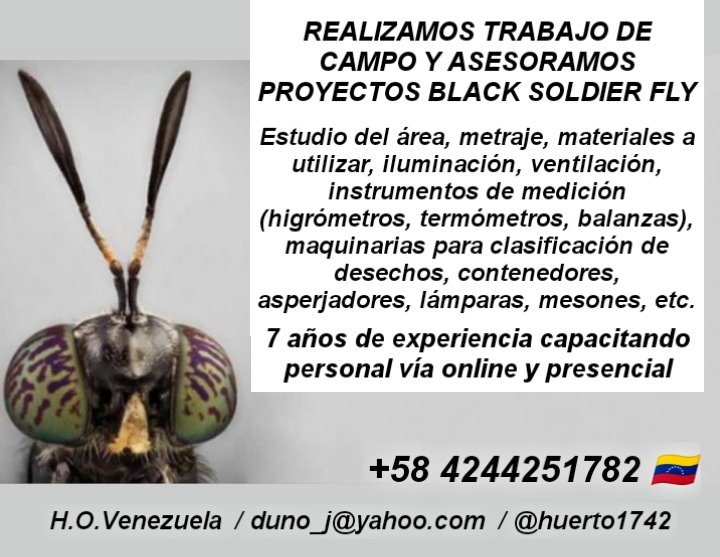 HOVenezuel41937's tweet photo. TRABAJO DE CAMPO Y ASESORÍA EN PROYECTOS BLACK SOLDIER FLY. https://t.co/QpugKi9AqN
