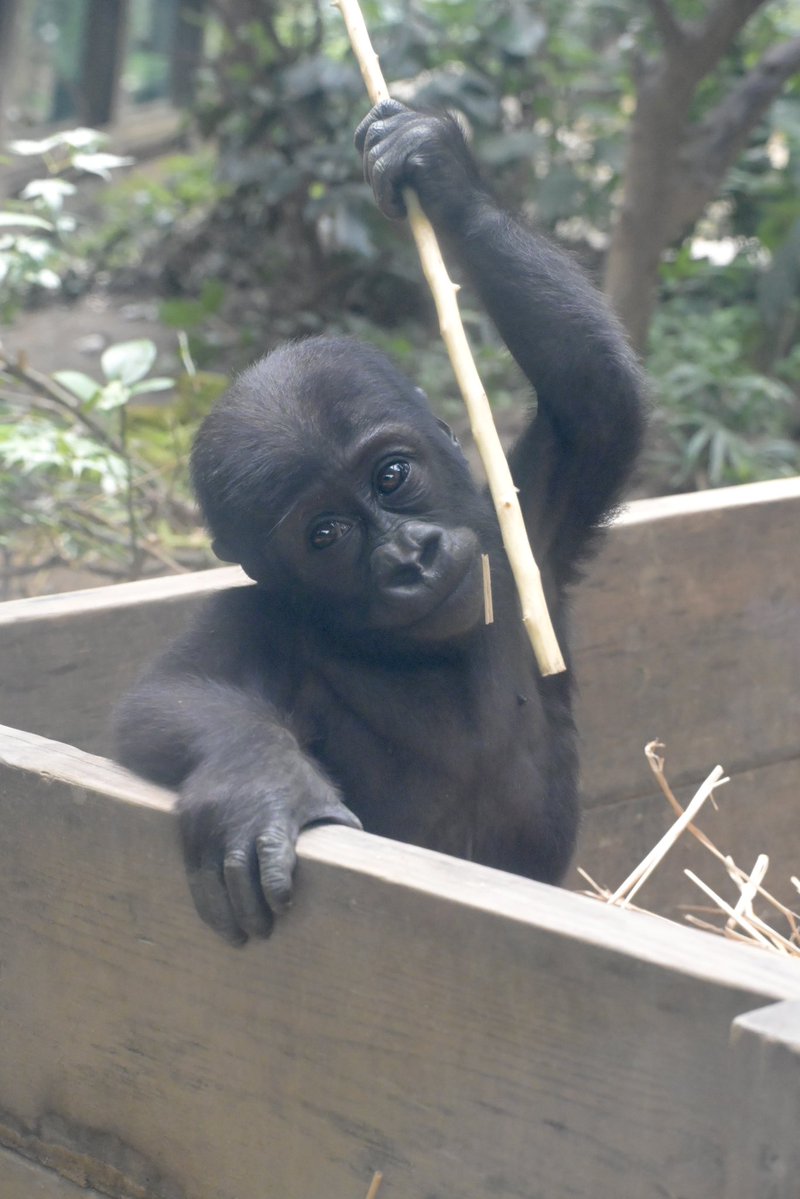 gorilla_noie's tweet photo. 本日のサンタロウ🦍

#ゴリラ
#サンタロウ
#京都市動物園 https://t.co/6yiDQOb0mT