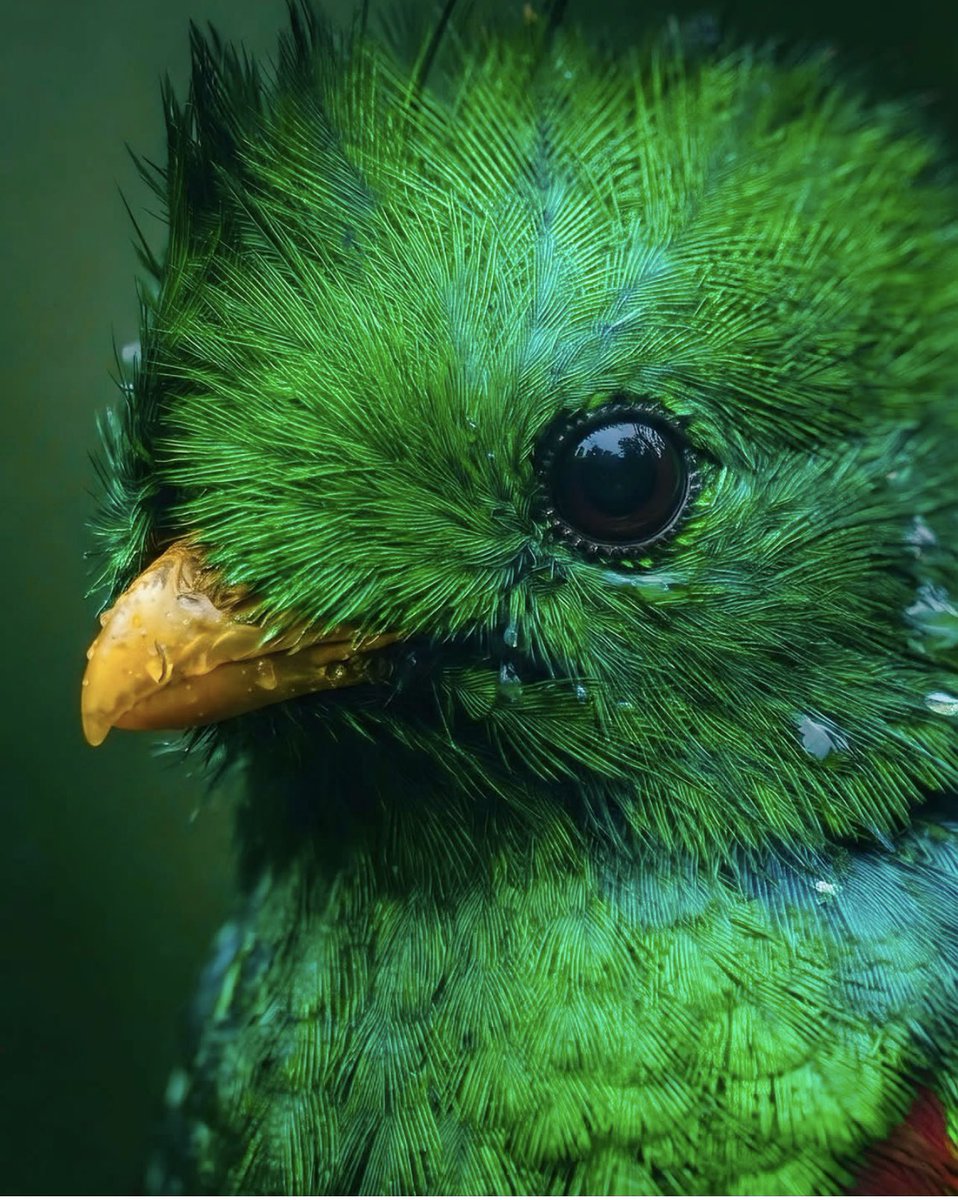 Julioqc's tweet photo. El rostro de un QUETZAL. https://t.co/la8JDG49ey