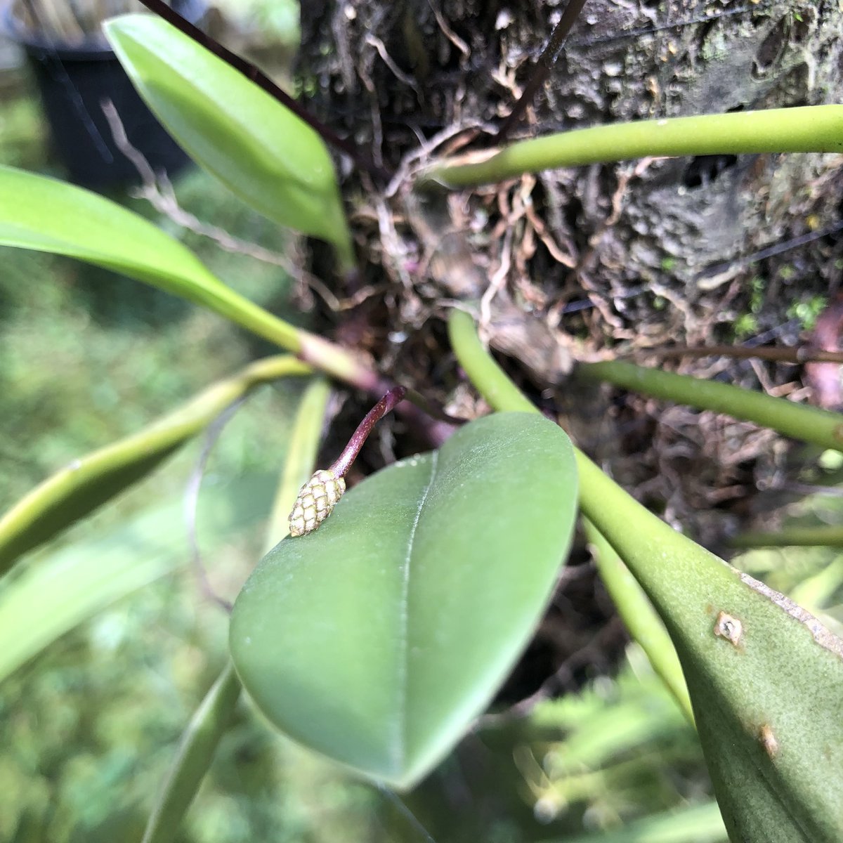 toanrom3198's tweet photo. Bulbophyllum … (Lan Lọng Dâu) https://t.co/DGFpNVsHK1