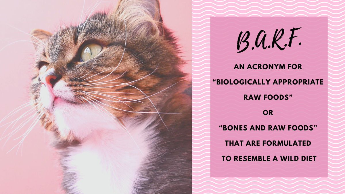 TweetingTruman's tweet photo. #CatWordOfTheDay
#CatTrivia
#CatsOfTwitter
#CatsOf X https://t.co/F3hnUcp5GZ