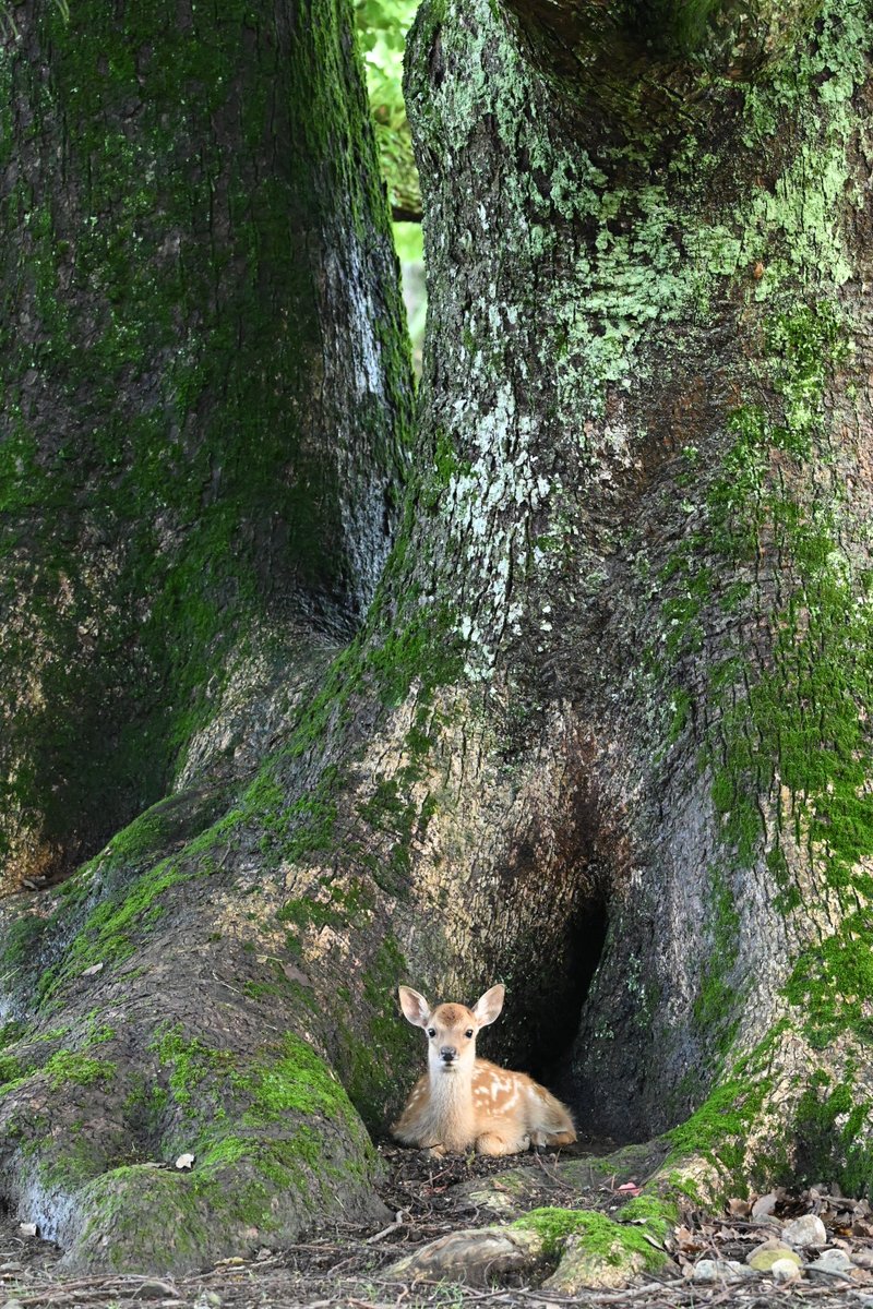 ncbutwDsL0UC6np's tweet photo. 神鹿さま🦌

(望遠で撮影） https://t.co/igtfVTbad9