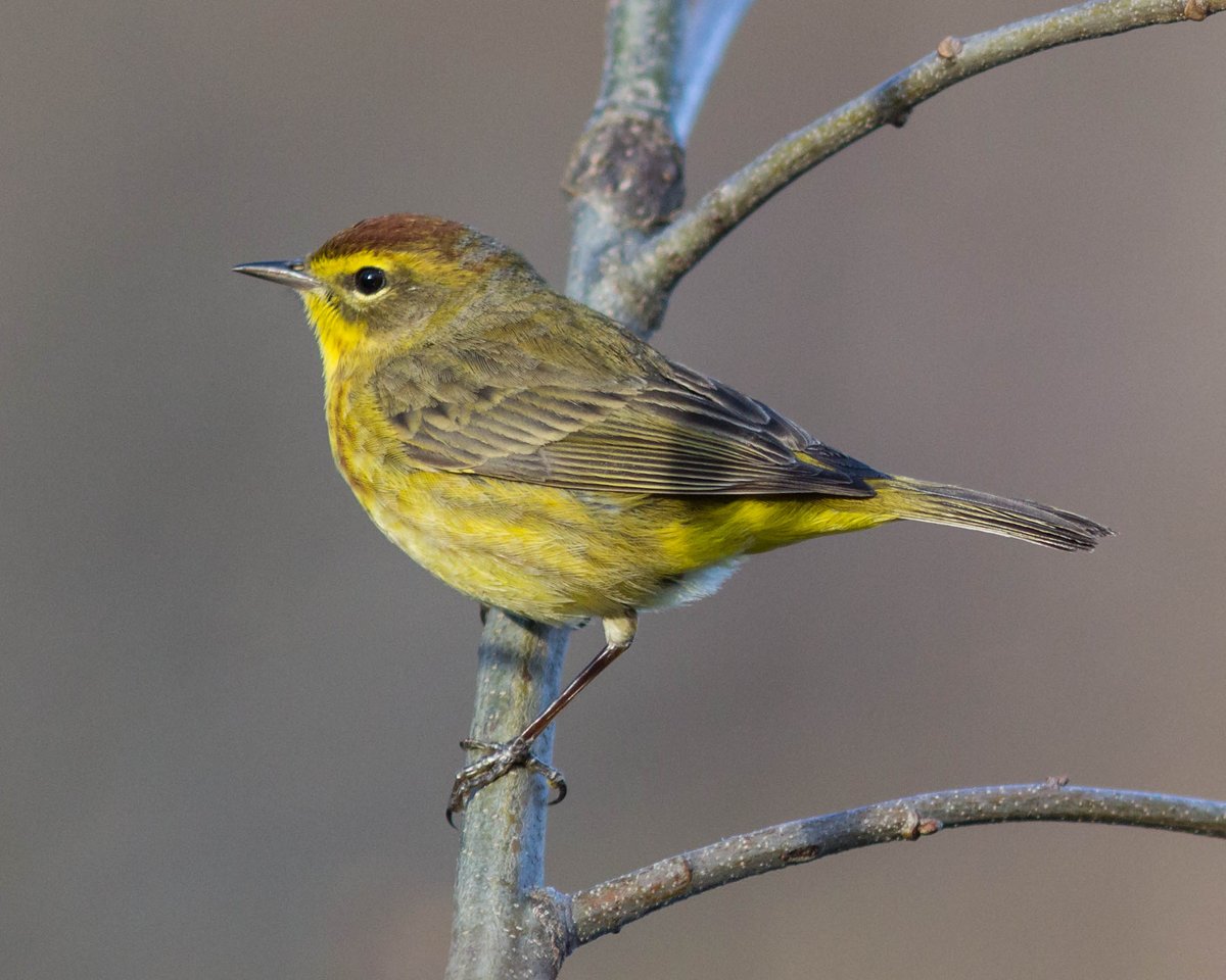 RSPP_RangerSu's tweet photo. Palm Warbler

Palm Warblers can be found in Rockefeller State Park Preserve during Spring. They are yellow and have the chest bars like the male Yellow Warbler but can be distinguished by their brown cap. Males and females are very similar in appearance which makes it difficult to differentiate them. Palm Warblers mainly eat insects. Unlike other warblers, Palm Warblers frequently forage on the ground. Also, unlike other warblers, Palm Warblers engage in frequent tail-bobbing.

Palm Warblers build their nests on or near the ground. They mainly breed in Canada and the most northeastern United States (Maine and the Great Lakes region). They migrate to the southeastern portion of the US and Central America in the winter. Palm Warblers are named for the palm trees found where these birds spend their winters.

From guest blogger and master bird photographer Bill Golden.

Thanks Bill!

Questions or comments?
send to birds@rockefellerstateparkpreserve.org